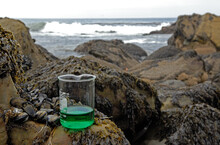 Beaker With Liquid And Algae Covered Rocks.