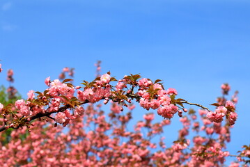 Pink natura love sakura background. Beautiful pink sakura flowers, Japanese cherry blossoms in spring on Women Mother Day.