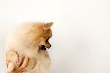 Young Little Pomeranian Dog Is Posing In Studio On Isolated Background. Pets And Animals.