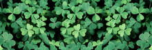 Lucky Irish Four Leaf Clover In The Field For St. Patricks Day Holiday Symbol. With Three-leaved Shamrocks, Nature Background, Fresh Green Juicy Color, Shamrock Plant (St. Patrick's Day)