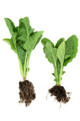 Wall Mural - Spinach plants highly nutritious fresh organic with leaves and soil root balls. Health food high in fibre, antioxidants, vitamins and minerals for immune system boost on white background. Flat lay.