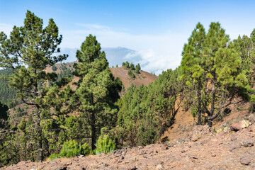 Montana de los Charcos, La Palma Spain