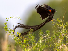 Long-tailed Widowbird, South Africa