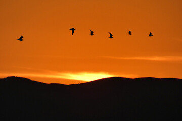 Poster - Tramonto