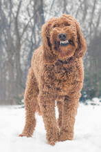 Brown Golden Doodle Dog Smiling Big In The Snowy Forest.
