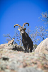 Goats in the middle of nature