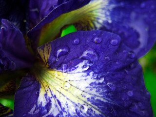 Wall Mural - purple irises