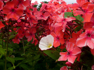 Wall Mural - Pink flowers