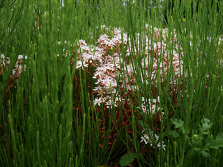 Wall Mural - Pink flowers