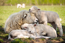 Sheep And Lambs Family