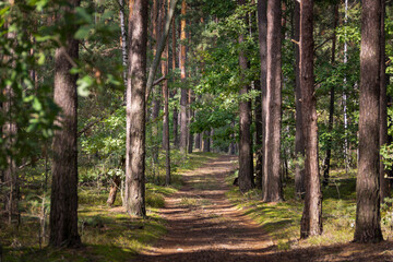  Forest road among the trees on a summer morning.