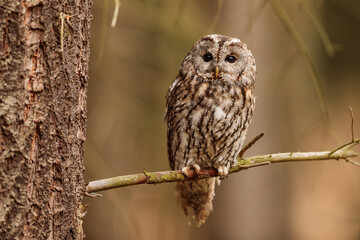 Wall Mural - female tawny owl (Strix aluco) sitting on a dry spruce branch