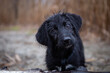 Welpenblick, Welpe, schwarzer Hund, braune Augen, Dackelblick, süßer Welpe, nasser Hund