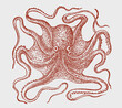 Common octopus vulgaris in top view, after antique engraving