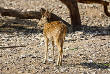 Wild Roe Deer In Natural Habitat Close Up. High Quality Photo