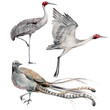 Australian lyre bird and brolgas watercolor illustration.