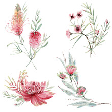 Watercolor Australian Flowers Set.