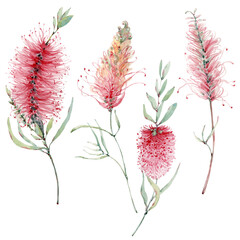 watercolor australian flowers set.