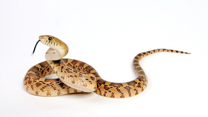 Sticker - Mexican Bull Snake, Mexican Pine Snake // Mexikanische Bullennatter (Pituophis deppei jani)