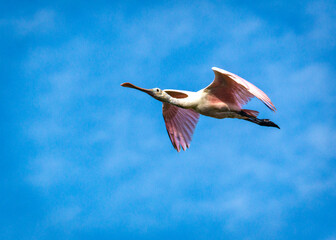 Wall Mural - Roseate Spoonbill flying over the Shadow Creek Ranch Nature Trail in Pearland, Texas!