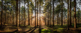 Fototapeta Kuchnia - Panoramic view of a forest with sunlight shinning through the trees