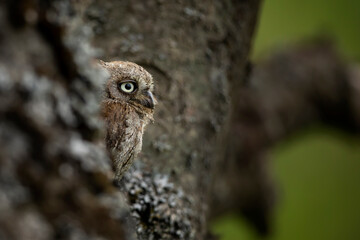 Wall Mural - Common Scops Owl, Otus scops, little owl in the nature habitat, sitting on the green tree branch, forest in the background, Bulgaria. Wildlife scene from nature