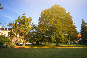 Wall Mural - green and yellow trees in early autumn park.