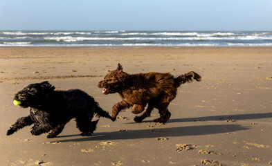 Two dogs, a brown and a black labradoodle, are running full speed on the beach of Haarlem Amsterdam, Netherlands, Januay 2022