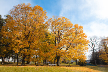 Two large trees with golden yellow leaves in park on autumn day.