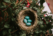Nest Of Four Blue Robin's Eggs In Plant