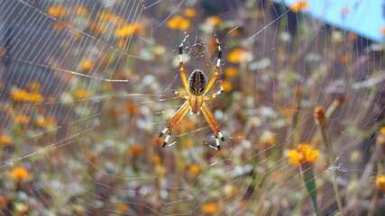spider on the web