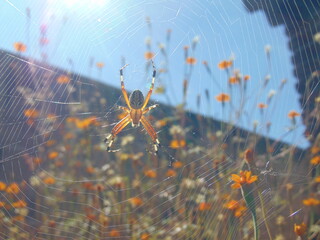 spider on web