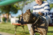 Close up on head of gray american pit bull terrier apbt dog on the leash standing in sunny day