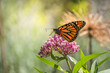 Monarch butterfly (danaus plexippus), backlit by the morning sun, perched on pink swamp milkweed flowers 