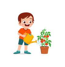 Cute Little Boy Stand And Watering Tomato Tree