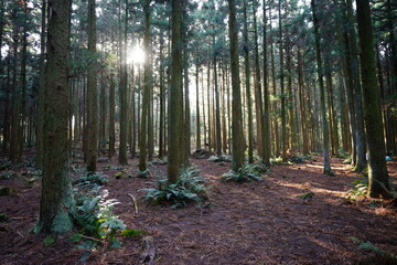  fascinating cedar forest in the sunlight
