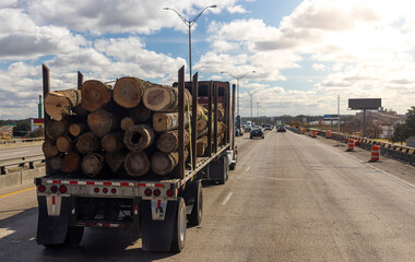 Logs transportation by heavy duty truck on the highway. Oversize transport of timber in USA. Semi trucks caries large load of tree trunks on the freeway.