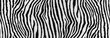 zebra print useful as a background