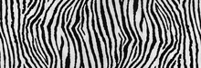 Zebra Print Useful As A Background