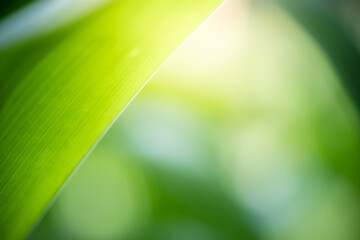 Beautiful abstract background nature view of green leaf with copy space using as background natural green plants landscape, ecology,cover page, fresh wallpaper concept.