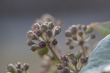 Wall Mural - close up of bloom Hedera helix, macro flower photo