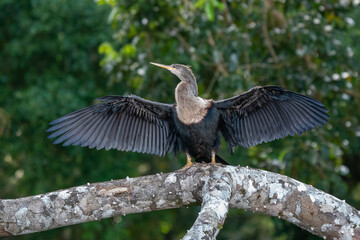 Canvas Print - Large cormorant spreads his wings to dry. Phalacrocorax carbo