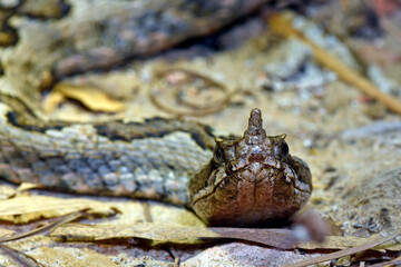 Canvas Print - Nose-horned viper, sand viper // Europäische Hornotter (Vipera ammodytes) - Insel Tinos, Griechenland