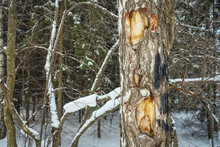 Damaged Birch Tree Bark Close-up. Snowy Winter