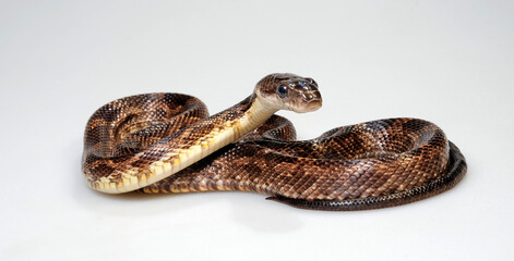 Wall Mural - Western Rat Snake // Schwarze Erdnatter, Pilotnatter (Pantherophis obsoletus obsoletus)