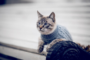 Wall Mural - Portrait of a Thai cat in a sweater on a park bench.