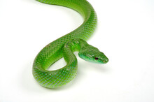 Smaragd-Strauchnatter // Common Green Racer (Chlorosoma Viridissimum)