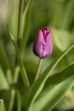 Fototapeta Tulipany - Isolated single purple tulip (tulipa), spring flower in the garden. Detail macro photo flower