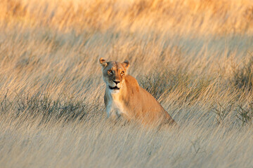 Wall Mural - an alert lioness (panthera leo) in dry grassland at sunset, kalahari desert, south africa.