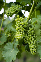 Poster - A vertical shot of unripe grapes on tree branch